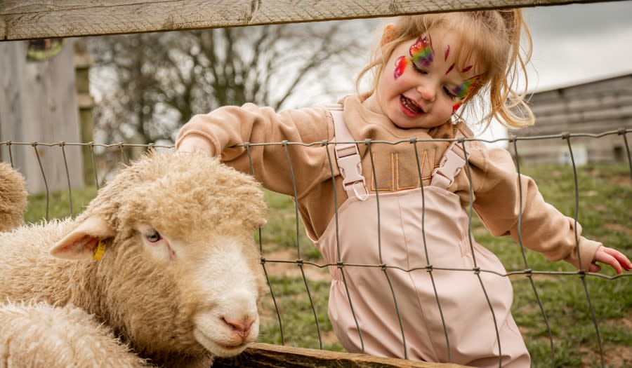 Cotswold Gardens B&B - Wonderful Winchcombe Lambing and Easter Fun at Cotswold Farm Park