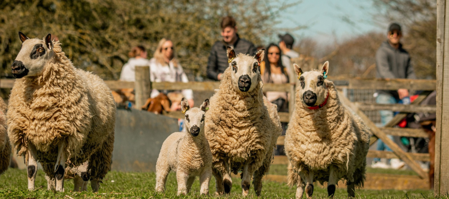 Cotswold Gardens B&B - Father’s Day in the Cotswolds 2026: The Ultimate Guide to Days Out, Dining & Gifts Cotswolds Farm Park