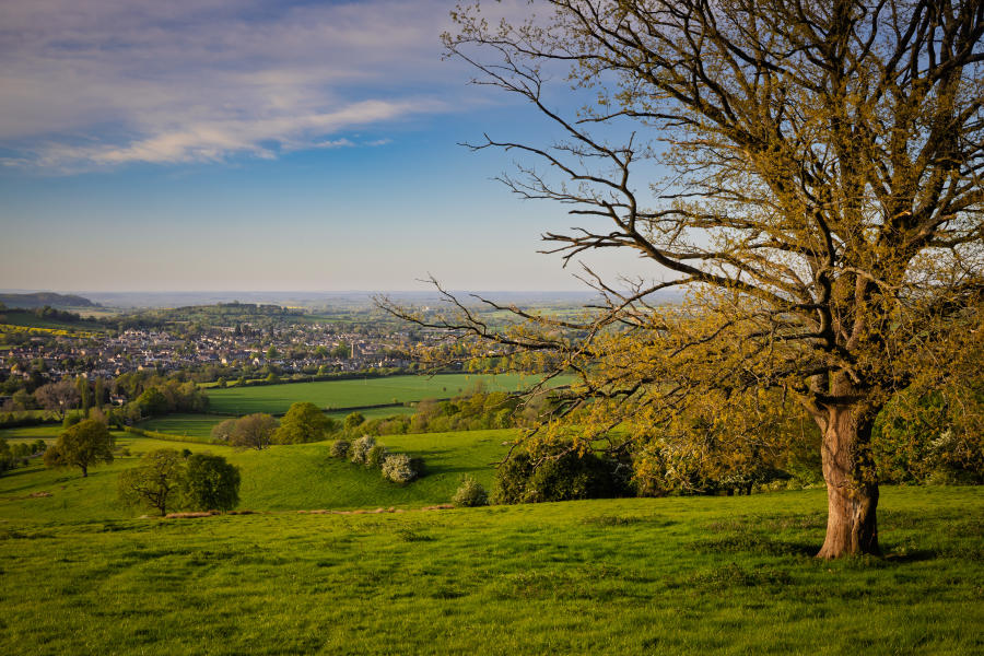 Cotswold Gardens B&B - Wonderful Winchcombe Rolling green countryside with a wide grassy field in the foreground, leading to a gently sloping valley dotted with hedgerows, trees, and patchwork farmland. A large tree with bare branches stands prominently on the right side, its trunk and limbs catching warm sunlight. In the distance, Winchcombe spreads across the landscape under a partly cloudy sky with soft blue and golden tones, suggesting late afternoon light.