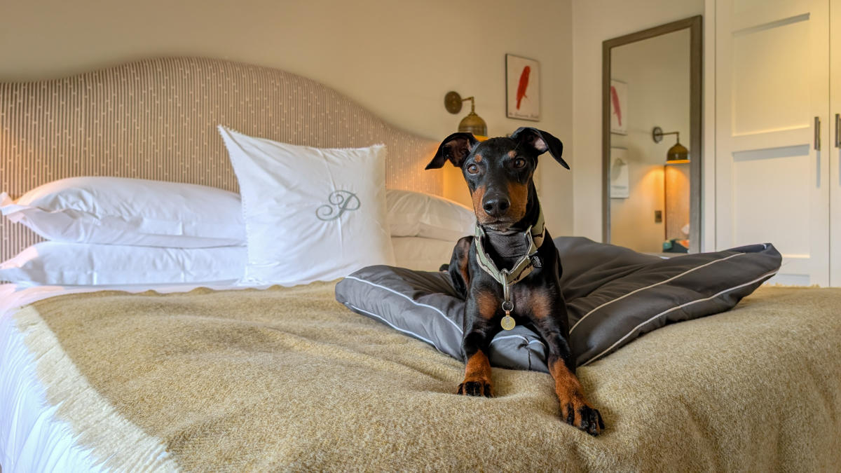 Cotswold Gardens B&B - Dog-friendly Cotswolds without the crowds Lottie Gross dog at The Painswick lying on the bed