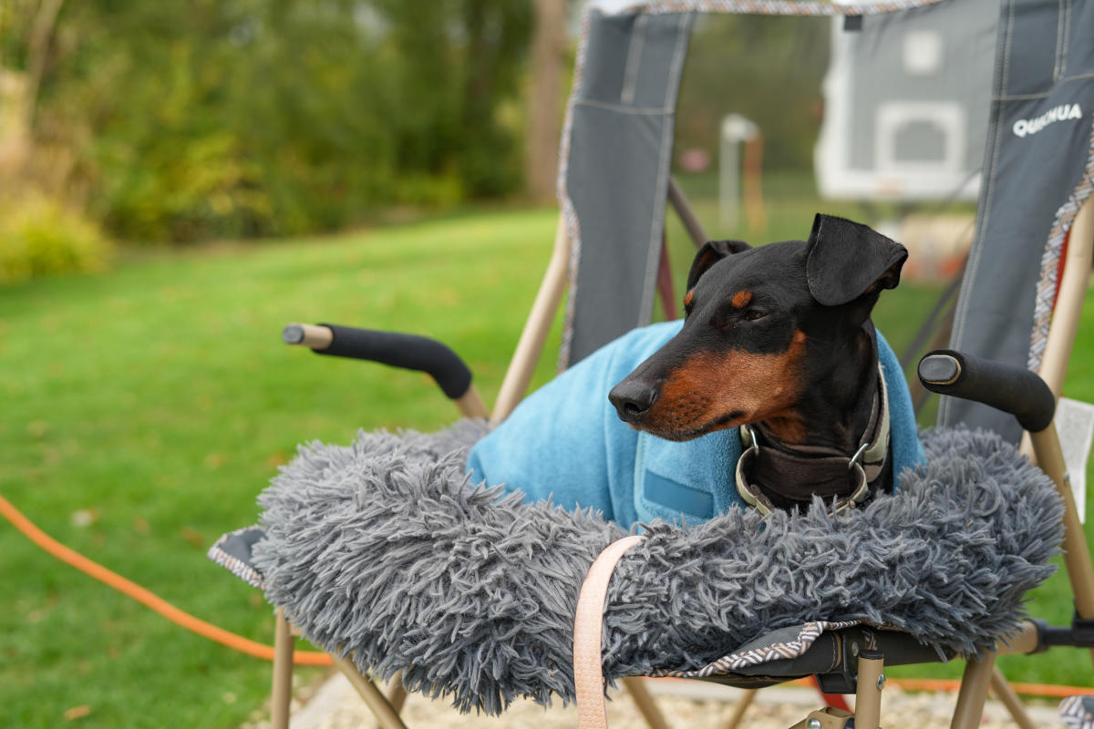 Cotswold Gardens B&B - Dog-friendly Cotswolds without the crowds Lottie Gross dog on a camp chair